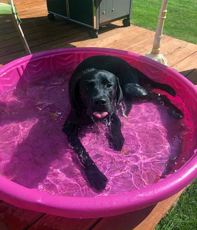Adorable Pets (20 pics)