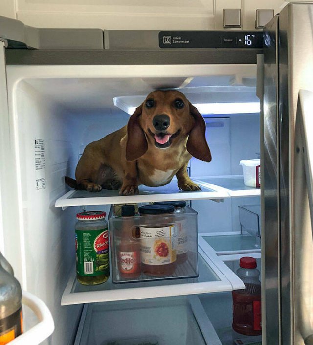 Adorable Pets (20 pics)