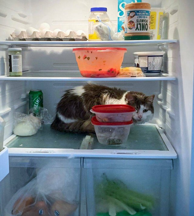 Adorable Pets (20 pics)