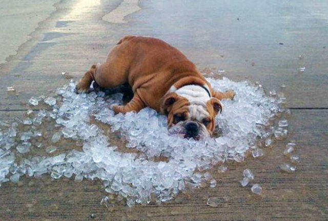 Adorable Pets (20 pics)