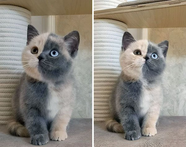 Animals With Unusual Colors (28 pics)