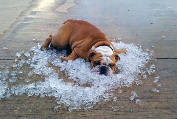 Pets Against Heat (30 pics)