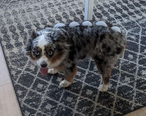 Pets Against Heat (30 pics) Pets Against Heat (30 pics)