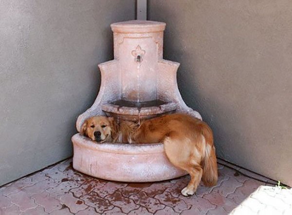 Pets Against Heat (30 pics) Pets Against Heat (30 pics)