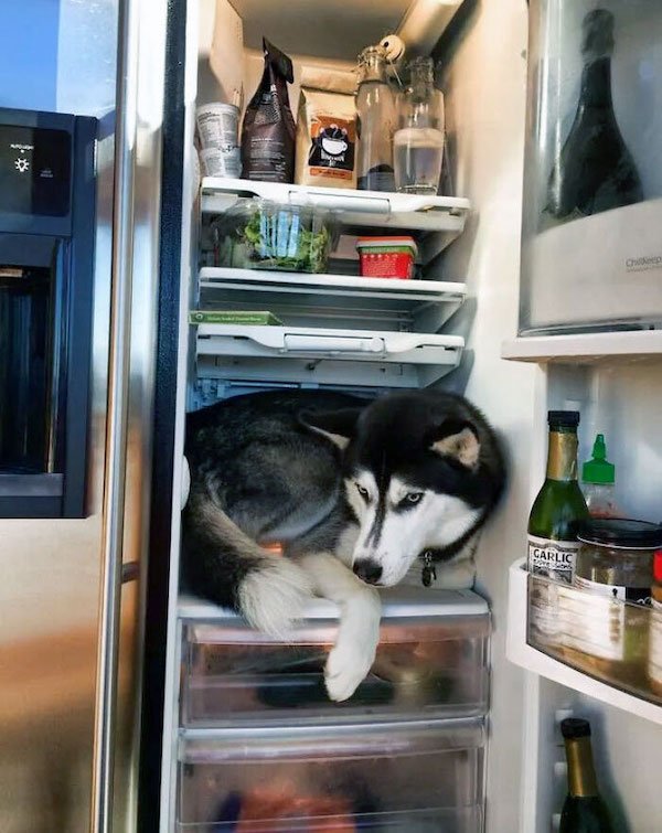 Pets Against Heat (30 pics)