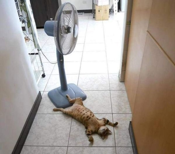 Pets Against Heat (30 pics)