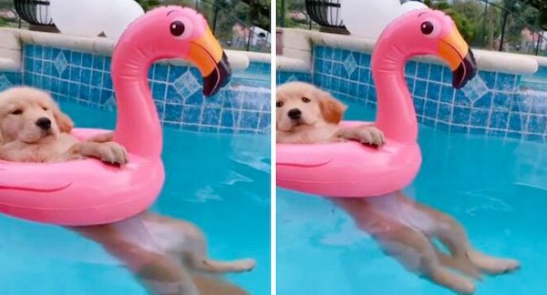 Pets Against Heat (30 pics)