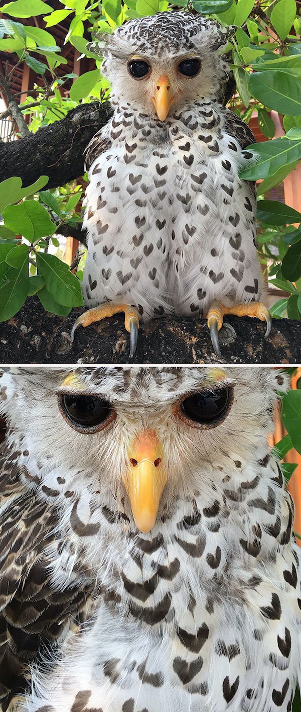 Animals With Unusual Colors (28 pics)