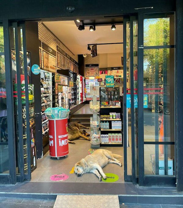 Pets Against Heat (30 pics)