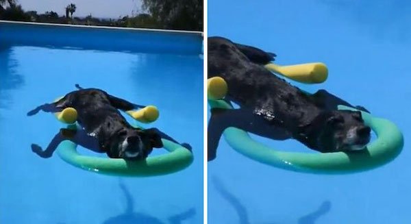 Pets Against Heat (30 pics) Pets Against Heat (30 pics)