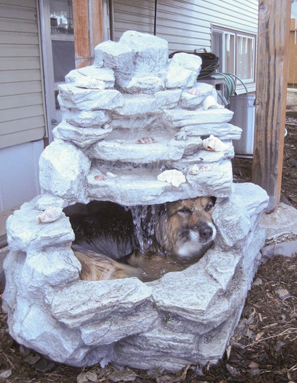 Pets Against Heat (30 pics)