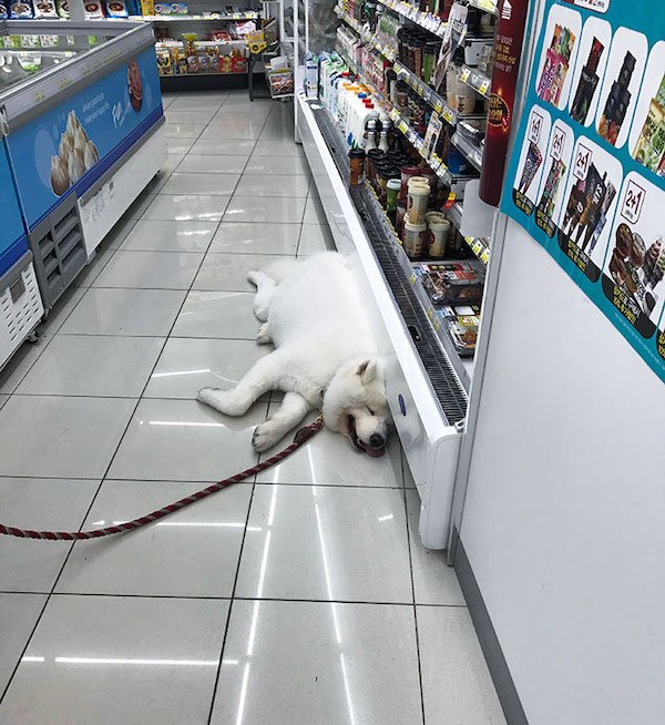 Pets Against Heat (30 pics)