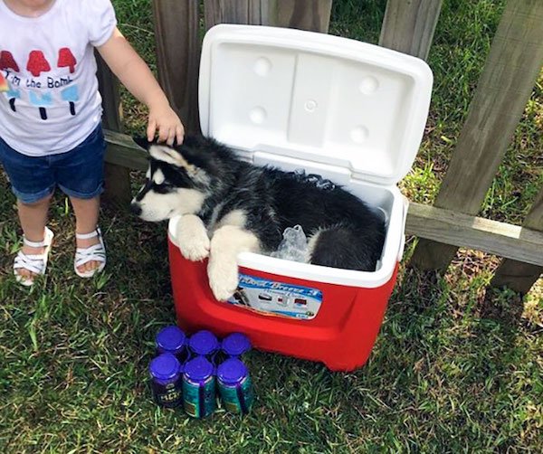 Pets Against Heat (30 pics)