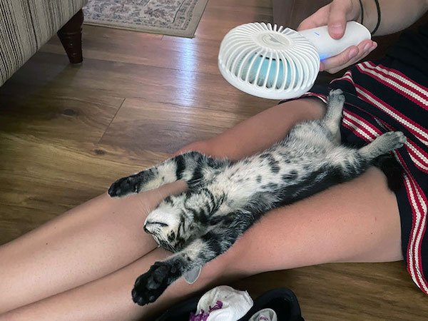 Pets Against Heat (30 pics)