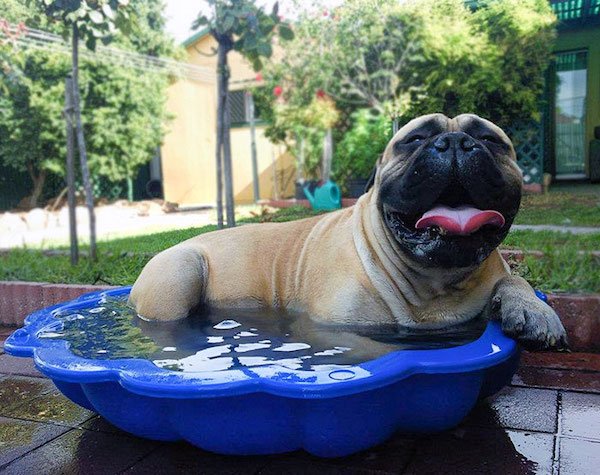 Pets Against Heat (30 pics)