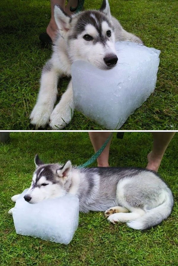 Pets Against Heat (30 pics) Pets Against Heat (30 pics)
