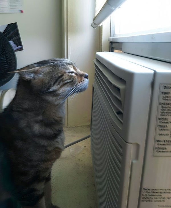 Pets Against Heat (30 pics)