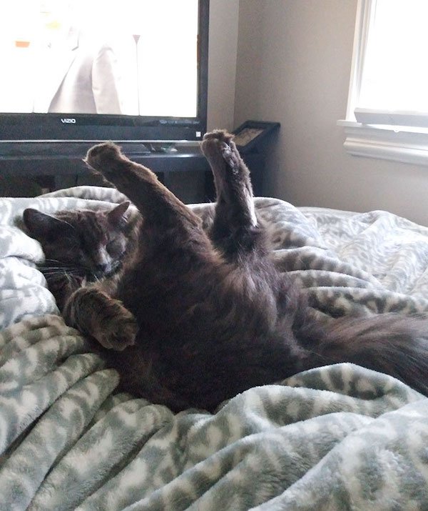 Pets Against Heat (30 pics)