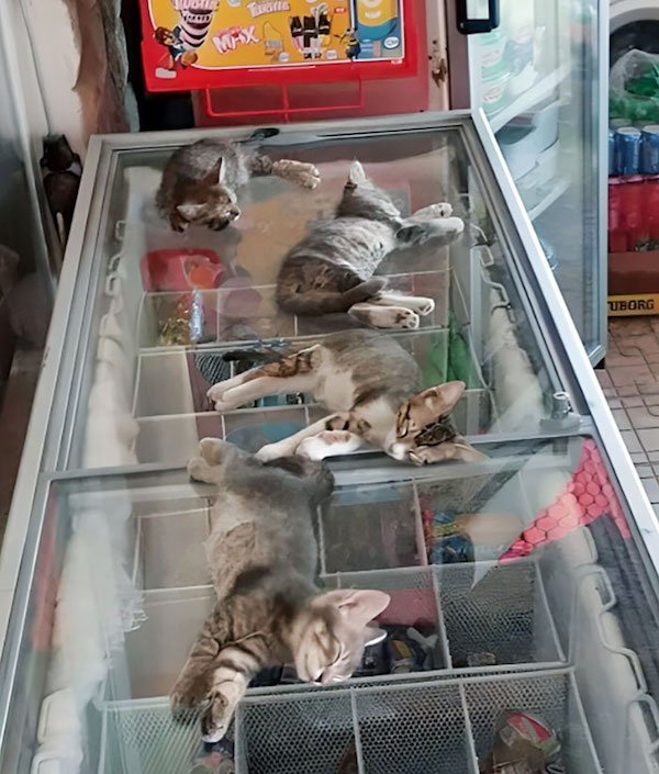 Pets Against Heat (30 pics) Pets Against Heat (30 pics)