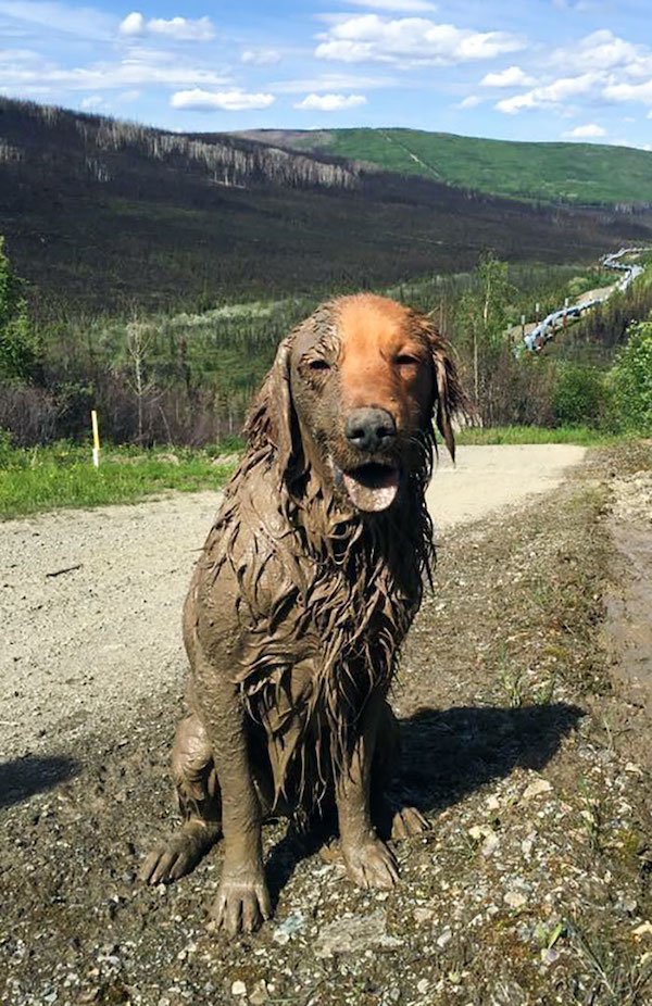 Pets Against Heat (30 pics) Pets Against Heat (30 pics)