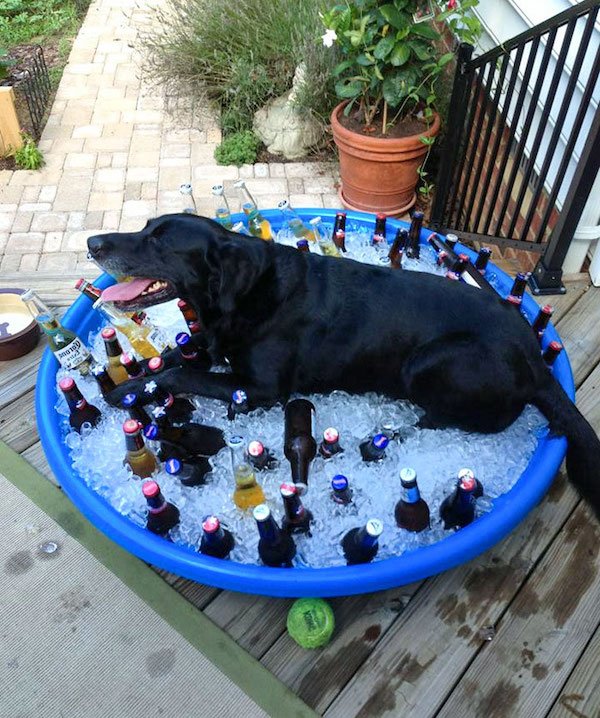 Pets Against Heat (30 pics) Pets Against Heat (30 pics)