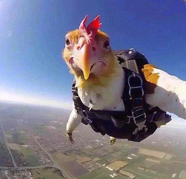 What Is Going On Here? (29 pics)