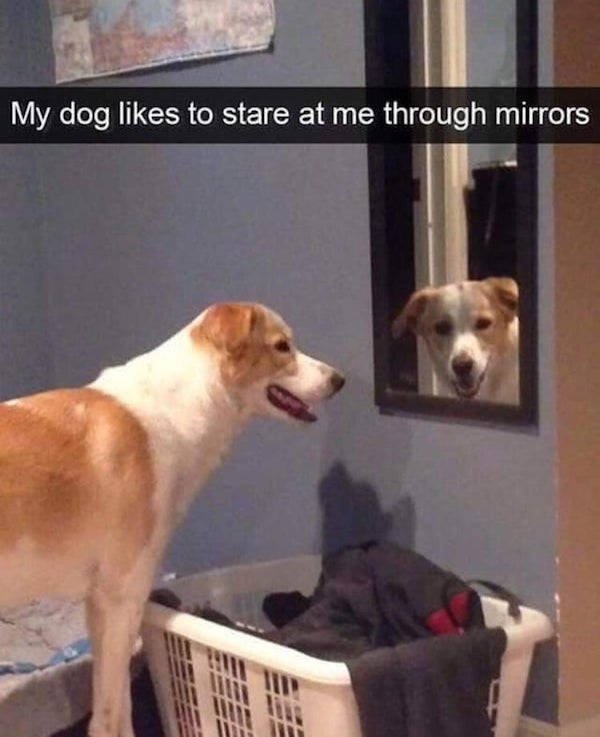 Funny Dogs (21 pics)
