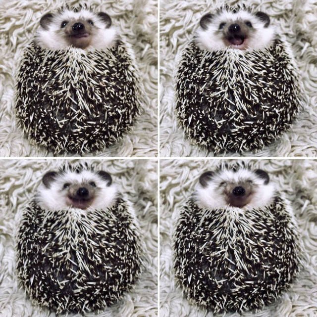 Cute And Happy Hedgehog (35 pics)