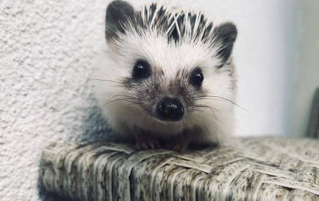 Cute And Happy Hedgehog (35 pics)
