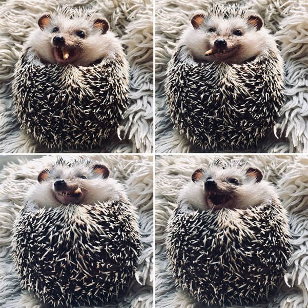 Cute And Happy Hedgehog (35 pics)