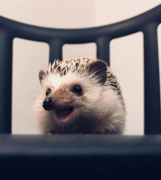 Cute And Happy Hedgehog (35 pics)