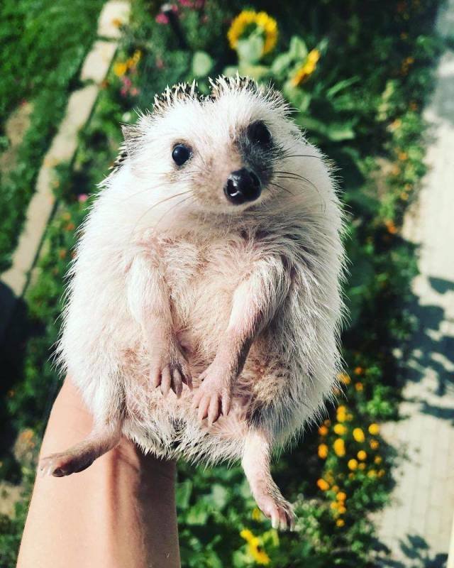 Cute And Happy Hedgehog (35 pics)