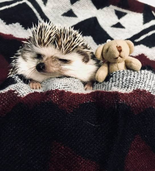 Cute And Happy Hedgehog (35 pics)