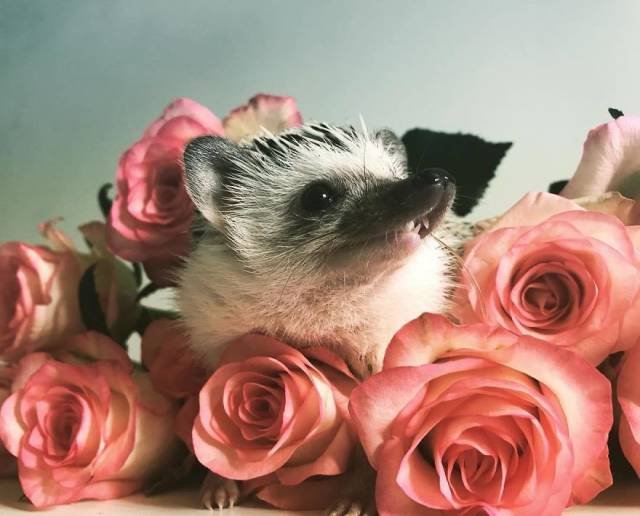 Cute And Happy Hedgehog (35 pics)
