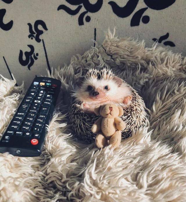 Cute And Happy Hedgehog (35 pics)