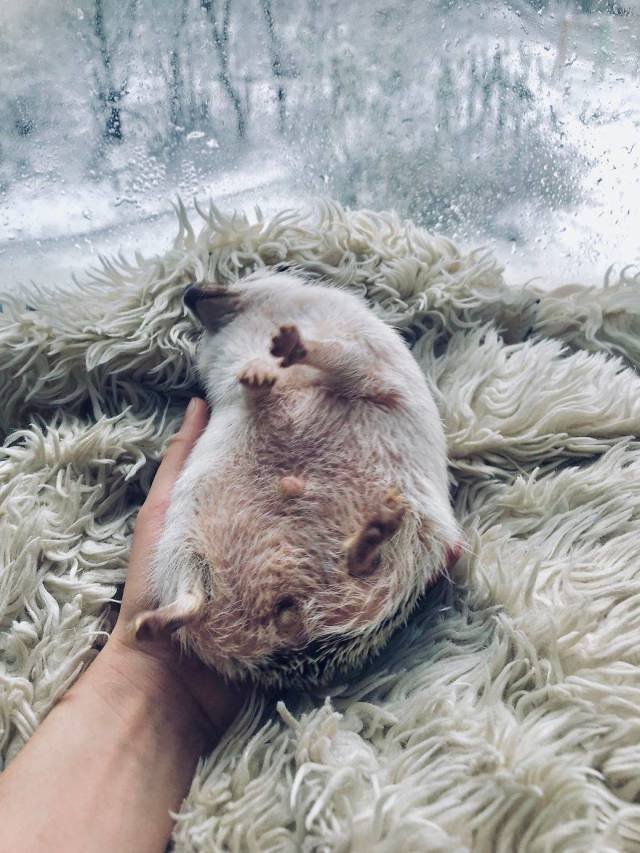 Cute And Happy Hedgehog (35 pics)