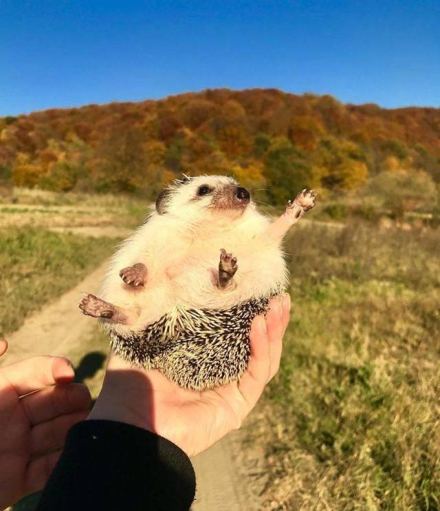 Cute And Happy Hedgehog (35 pics)