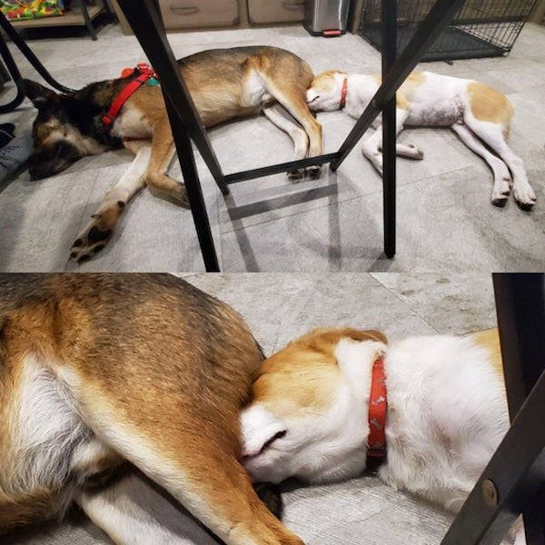 Funny Dogs (21 pics)