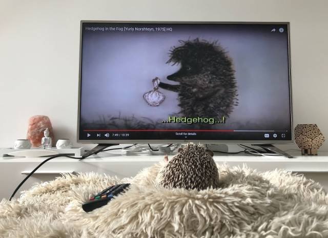 Cute And Happy Hedgehog (35 pics)