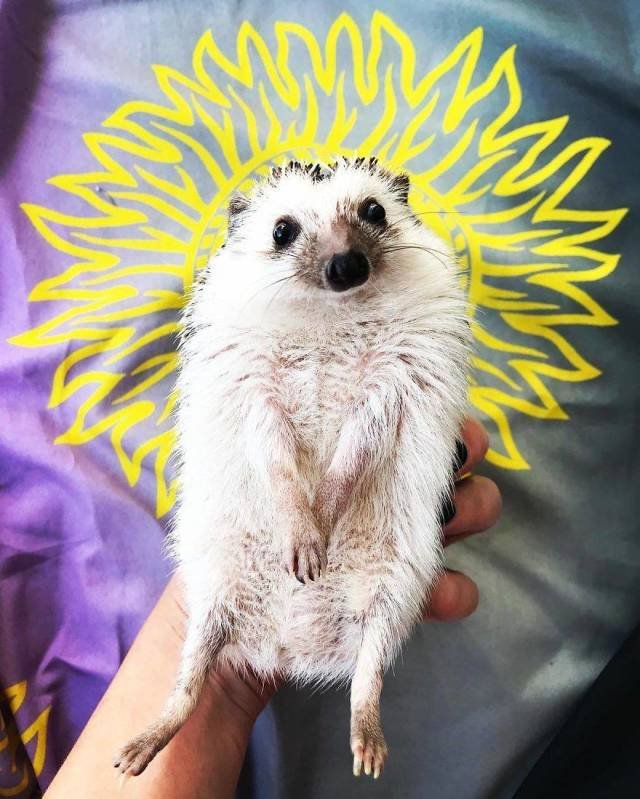 Cute And Happy Hedgehog (35 pics)