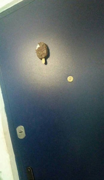 Strange Russians (41 pics)