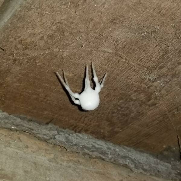 Weird And Creepy Finds And Situations (43 pics)