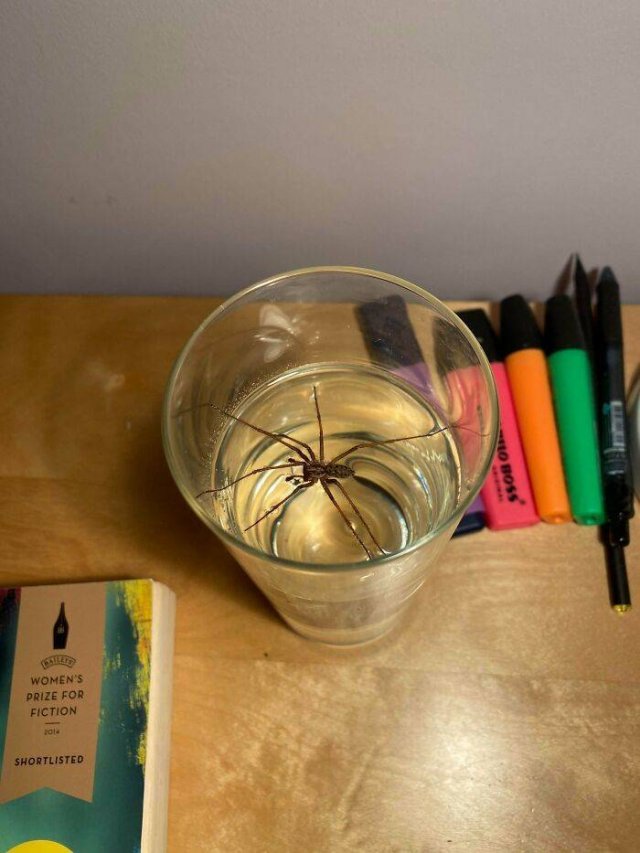 Weird And Creepy Finds And Situations (43 pics)