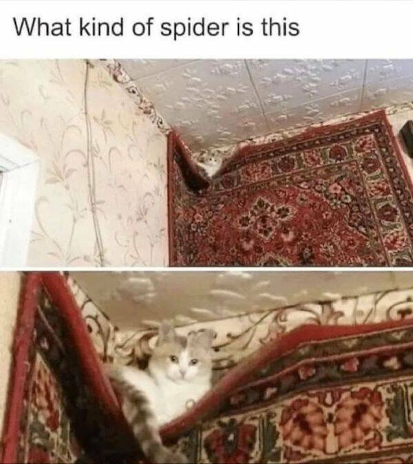 Funny Memes (24 pics)