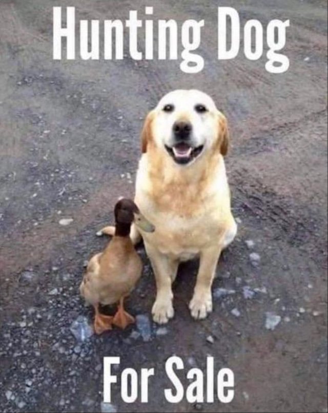 Funny And Cute Dogs (26 pics)
