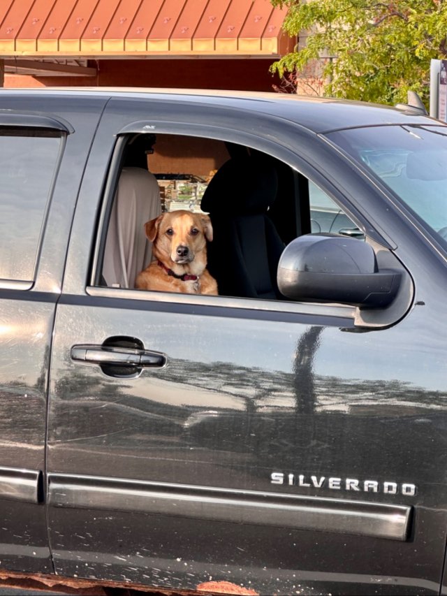 Funny And Cute Dogs (26 pics)