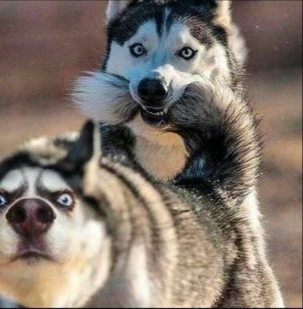 Funny And Cute Dogs (26 pics)