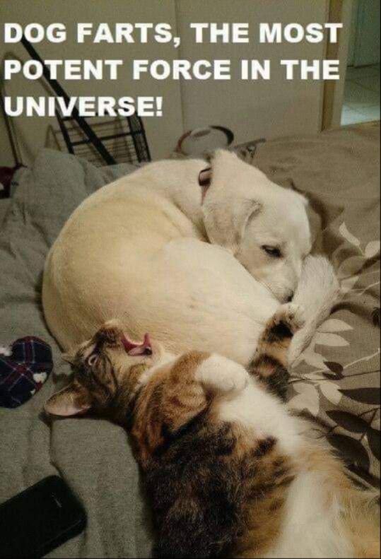Funny And Cute Dogs (26 pics)
