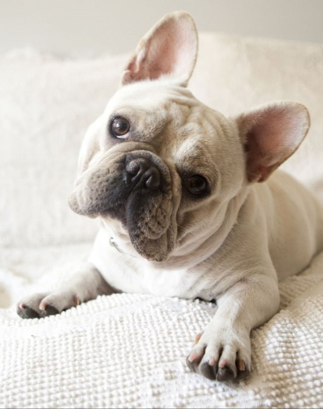 Funny And Cute Dogs (26 pics)