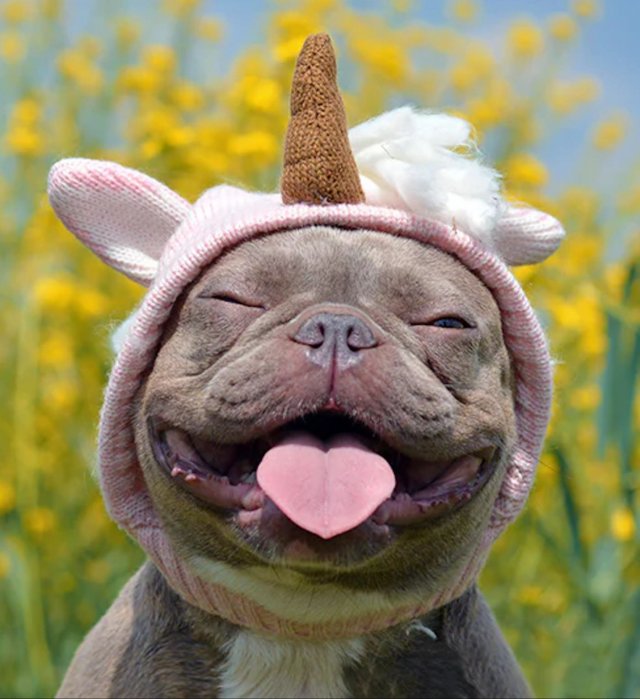 Funny And Cute Dogs (26 pics)